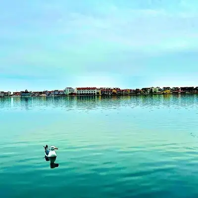 Le Dauphin du port