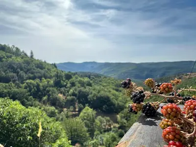 a bunch of fruit on a tree branch on a mountain at Maison de la Mûre, Haut-Languedoc Park in Saint-Vincent