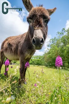 a donkey standing in a field with purple flowers at Séjour détente avec spa, piscine et sauna in Mas-Saintes-Puelles