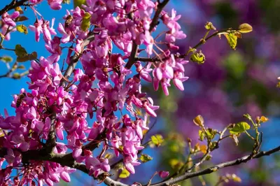 a bunch of pink flowers on a tree at Chambre d'Hôtes - B&B La Moneze Basse in Limoux