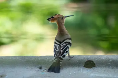a small bird standing on a ledge with its head up at Chambre d'Hôtes - B&B La Moneze Basse in Limoux