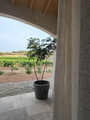 a plant in a pot sitting on a porch at Villa neuve calme - piscine privée - vue sur les vignes in Roquecourbe-Minervois