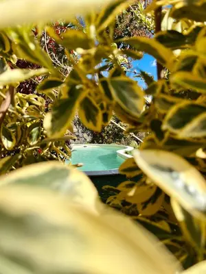 a close up of a potted plant with a pool at Maison de maître avec piscine et vue in Villardonnel