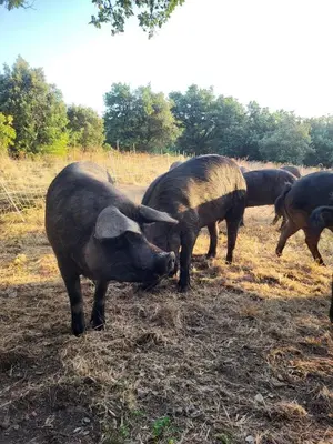 a group of animals grazing in a field at Maison de maître avec piscine et vue in Villardonnel