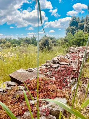 an old stone wall in a field with plants at Maison de maître avec piscine et vue in Villardonnel