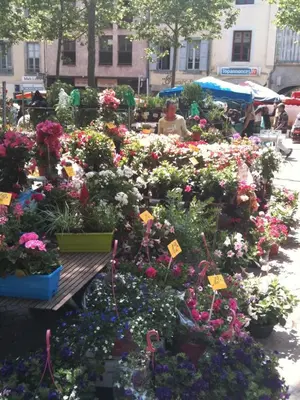 a display of flowers at a garden market at Carcassonne Town House, Rue Barbès in Carcassonne
