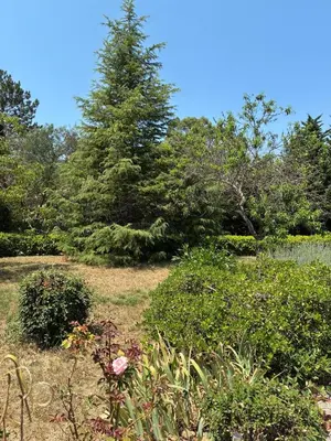a garden with a pine tree in the background at Vacation home with pool in Quillan