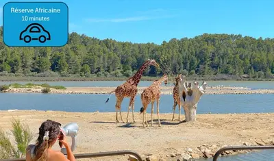 a group of giraffes standing next to a body of water at Sejour plage Port-la-Nouvelle in Port-la-Nouvelle