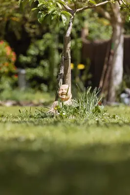 a small tree in the grass in a park at BB Villa Sainte Marie in Limoux