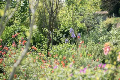 a garden filled with lots of different types of flowers at BB Villa Sainte Marie in Limoux