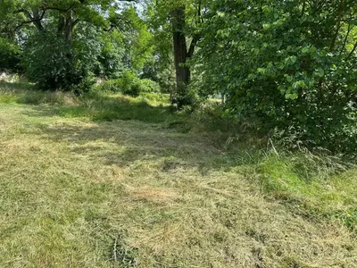 a field of grass with a tree and bushes at Château Belle au Bois Dormant in Cambounet-sur-le-Sor