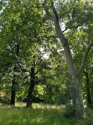 a group of trees in a field of grass at Château Belle au Bois Dormant in Cambounet-sur-le-Sor