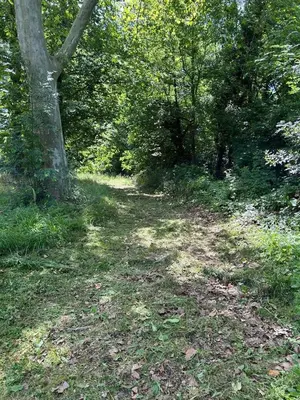 a dirt trail in a wooded area with a tree at Château Belle au Bois Dormant in Cambounet-sur-le-Sor