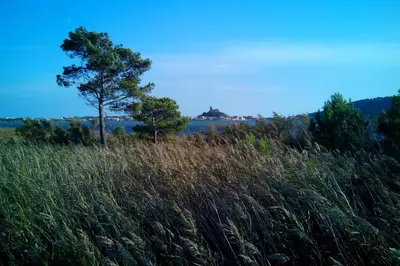 a tree in the middle of a field of tall grass at Villa à Gruissan Mateille avec petit jardin et terrasse couverte in Gruissan