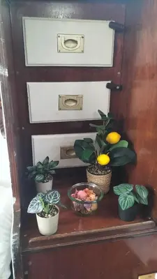 a group of plants sitting on a table at AMADONNe in Gruissan