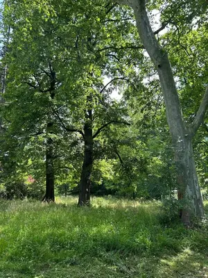 a group of trees in a field with grass at chateaubelleauboisdormant in Cambounet-sur-le-Sor