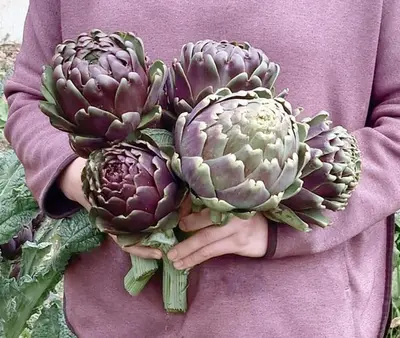 a person holding three artichokes in their hands at Relais de Laval in Caudiès-de-Fenouillèdes