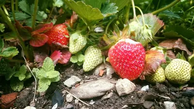a group of strawberries on the ground in a garden at Relais de Laval in Caudiès-de-Fenouillèdes