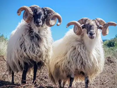 two sheep with horns standing next to each other at Relais de Laval in Caudiès-de-Fenouillèdes
