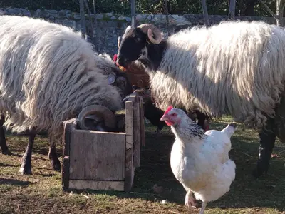 a group of sheep and chickens standing in a field at Relais de Laval in Caudiès-de-Fenouillèdes