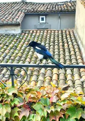 a blue and white bird sitting on top of a roof at Maison de maître à BRAM # Jacuzzi in Bram