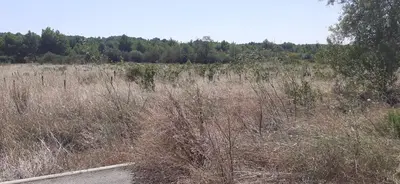 a field of tall grass with trees in the background at Chambre d'hôtes in Sigean