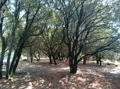 a group of trees in a park with a pink bench at Les Yeuses in Brousses-et-Villaret