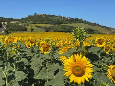 a field of sunflowers with a hill in the background at Aux Tournesols in Lavelanet