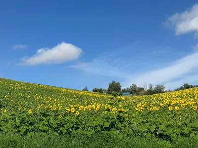 a field of yellow sunflowers with a blue sky at La Parenthèse Naillousaine in Nailloux