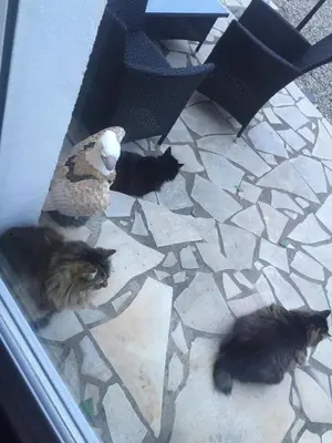 a bird and three cats sitting on a tile floor at La villa des lauriers in Cuxac-dʼAude