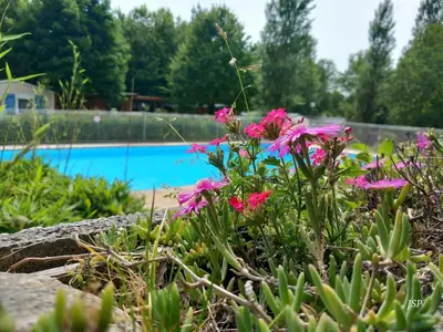 a garden with pink flowers next to a swimming pool at Mobil Home La Belle Vie in Vaudreuille
