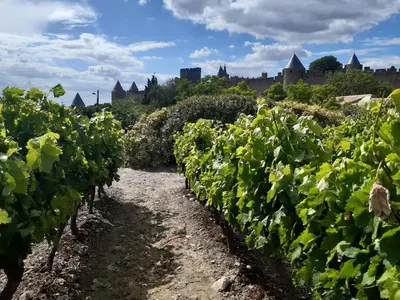 a field of lettuce with a city in the background at Domaine Fontgrande Gîte in Carcassonne
