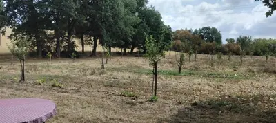 a group of trees in a field with a table at Le camping-car de la Gardié in Vielmur-sur-Agout