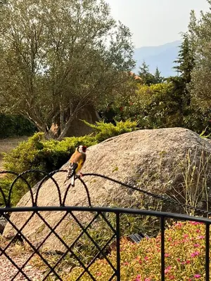 a bird standing on top of a fence at Entre mer et montagnes in Arboussols
