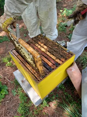 a beekeeper is holding a container full of bees at Studio Garrevaques Calme et Charme à la Campagne - Lauren in Garrevaques