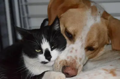 a dog and a cat laying next to each other at Violette in Saint-Pierre-de-Trivisy
