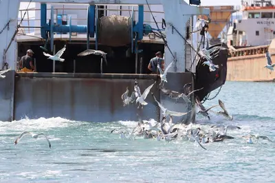a flock of seagulls flying over the water near a boat at Authentic fisherman's house Maison de pêcheur authentique in Port-la-Nouvelle