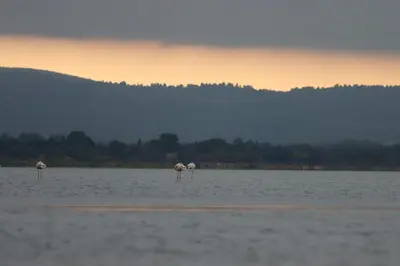two flamingos standing in a large body of water at Authentic fisherman's house Maison de pêcheur authentique in Port-la-Nouvelle