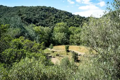 a view of a forest with a mountain in the background at Mas Les Albas in Felluns