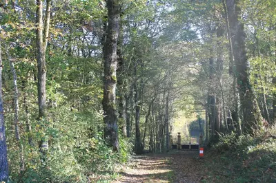 a dirt road through a forest with trees at L'esquirou in Castres
