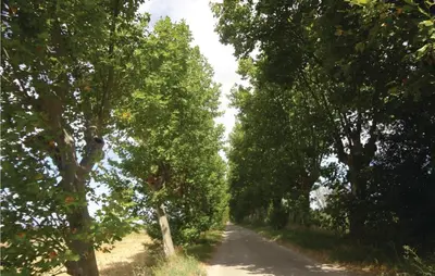 a dirt road with trees on both sides of it at Nice Home In Narbonne With Sauna in Narbonne