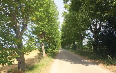 a dirt road with trees on either side at Nice Home In Narbonne With Sauna in Narbonne