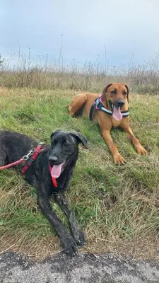 two dogs laying on the grass in a field at Aux couleurs de la terre d'oc in Villepinte