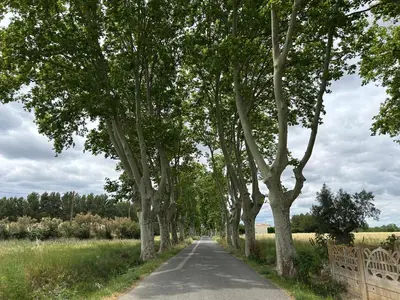 a road with trees on the sides of it at La Maison de Jack in Raissac-dʼAude