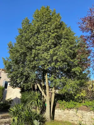 a tree in a yard next to a stone wall at Le jardin du Griffoul in Nébias