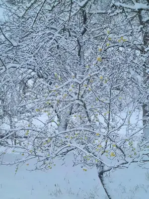 a tree covered in snow with yellow berries on it at maison chalet in Bessède-de-Sault