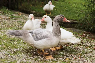 a group of ducks standing in the grass at Le Refuge de Bruno in Saint-Amans-Soult