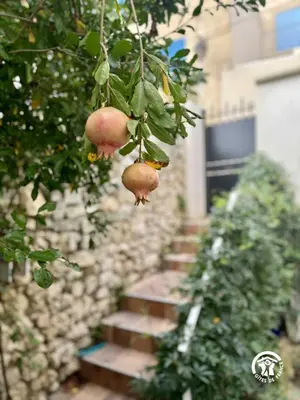 a bunch of pomegranates hanging from a tree at La maisonnette in Bages