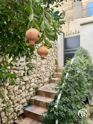a staircase with pomegranates hanging from a stone wall at La maisonnette in Bages