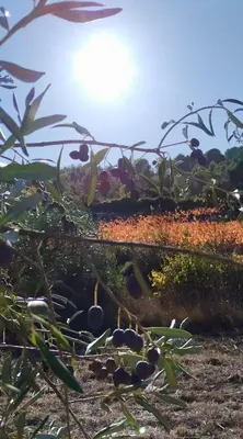 a close up of a tree with fruit on it at Villa with private pool and panoramic view in Félines-Minervois